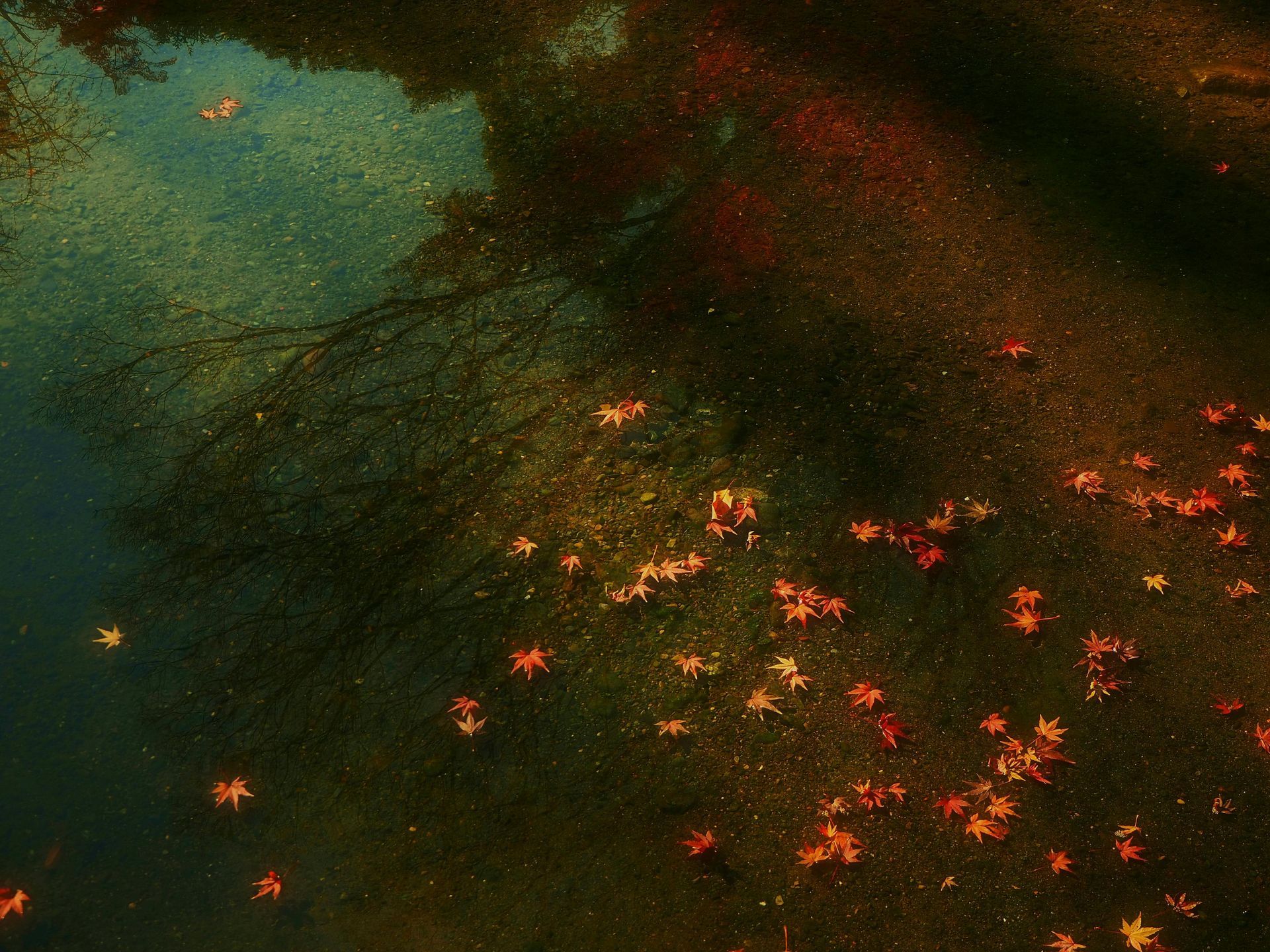 leaves falling down in the lake