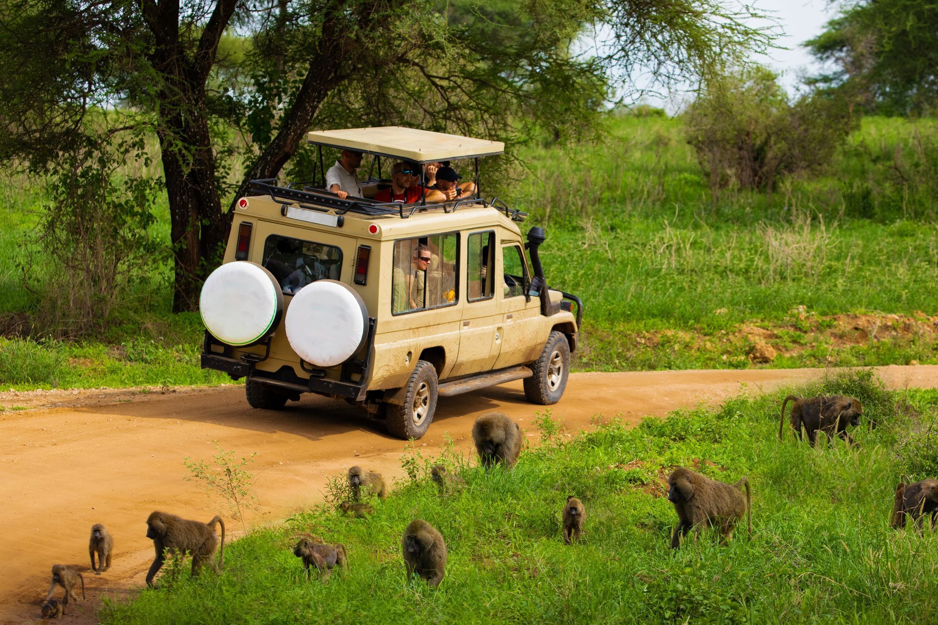 A safari jeep drives on a dirt road through a grassy field past a group of baboons.