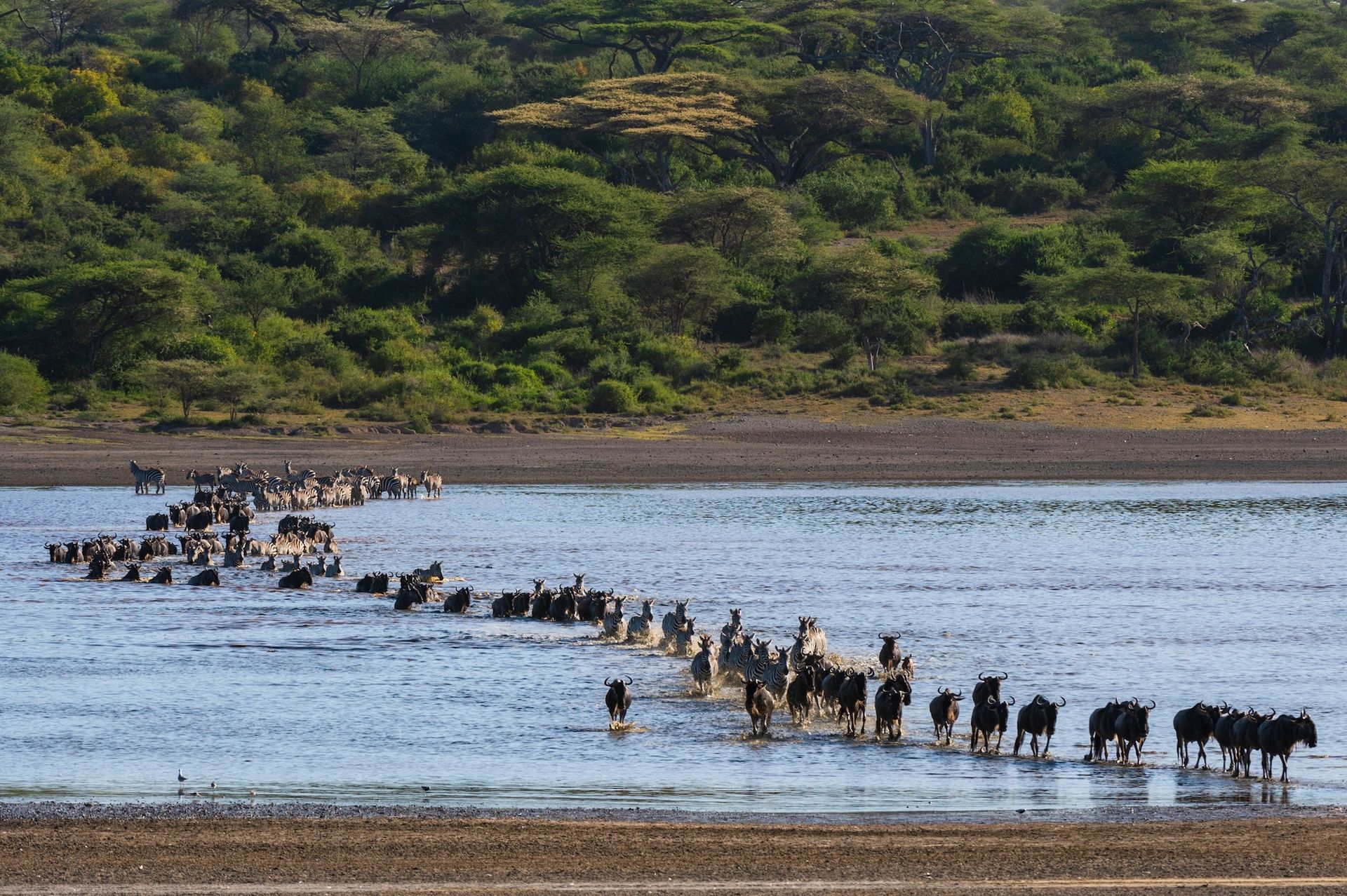 A long line of zebras crosses a shallow river toward a lush, forested riverbank.