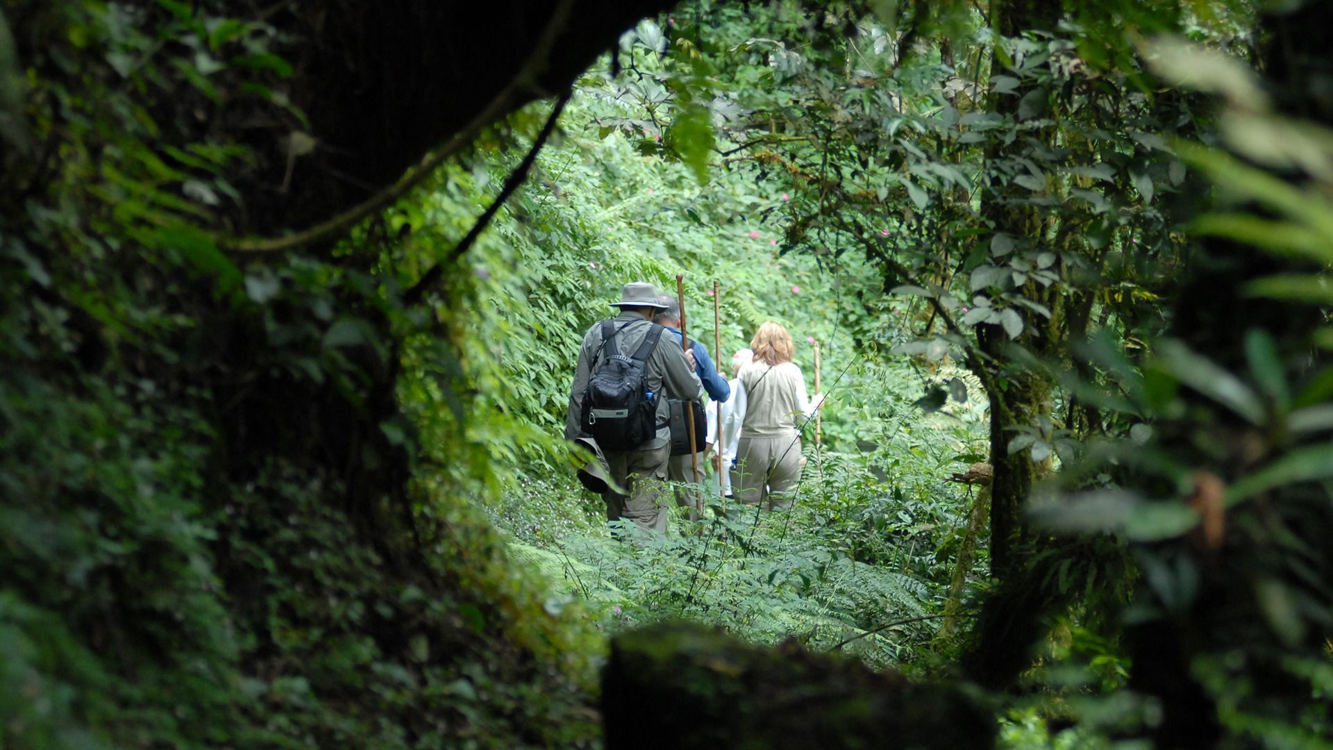 Three hikers with backpacks walk along a lush, narrow trail through a dense, green forest.