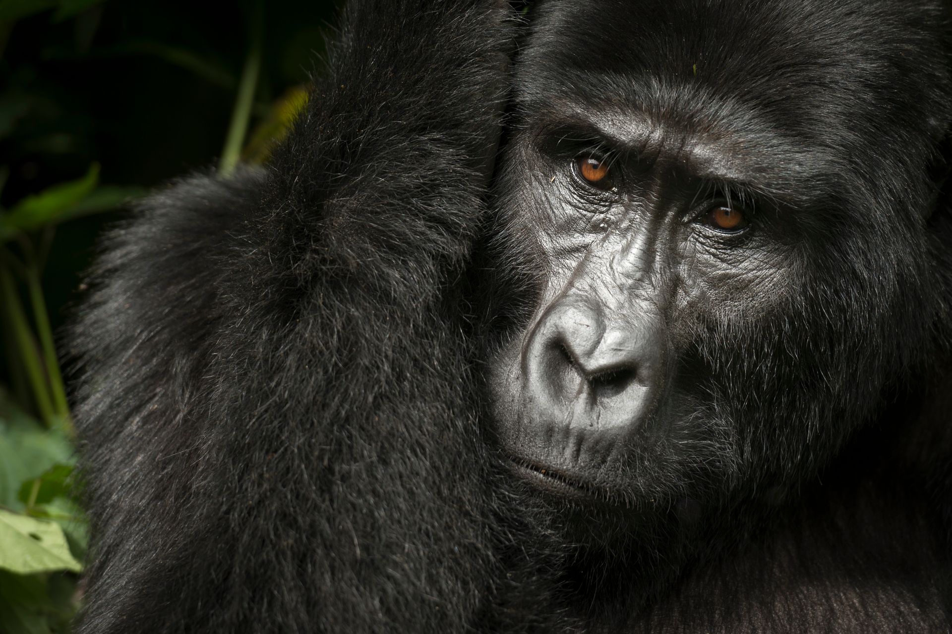 A close-up portrait of a mountain gorilla with dark fur looking forward against a soft-focus forest background.