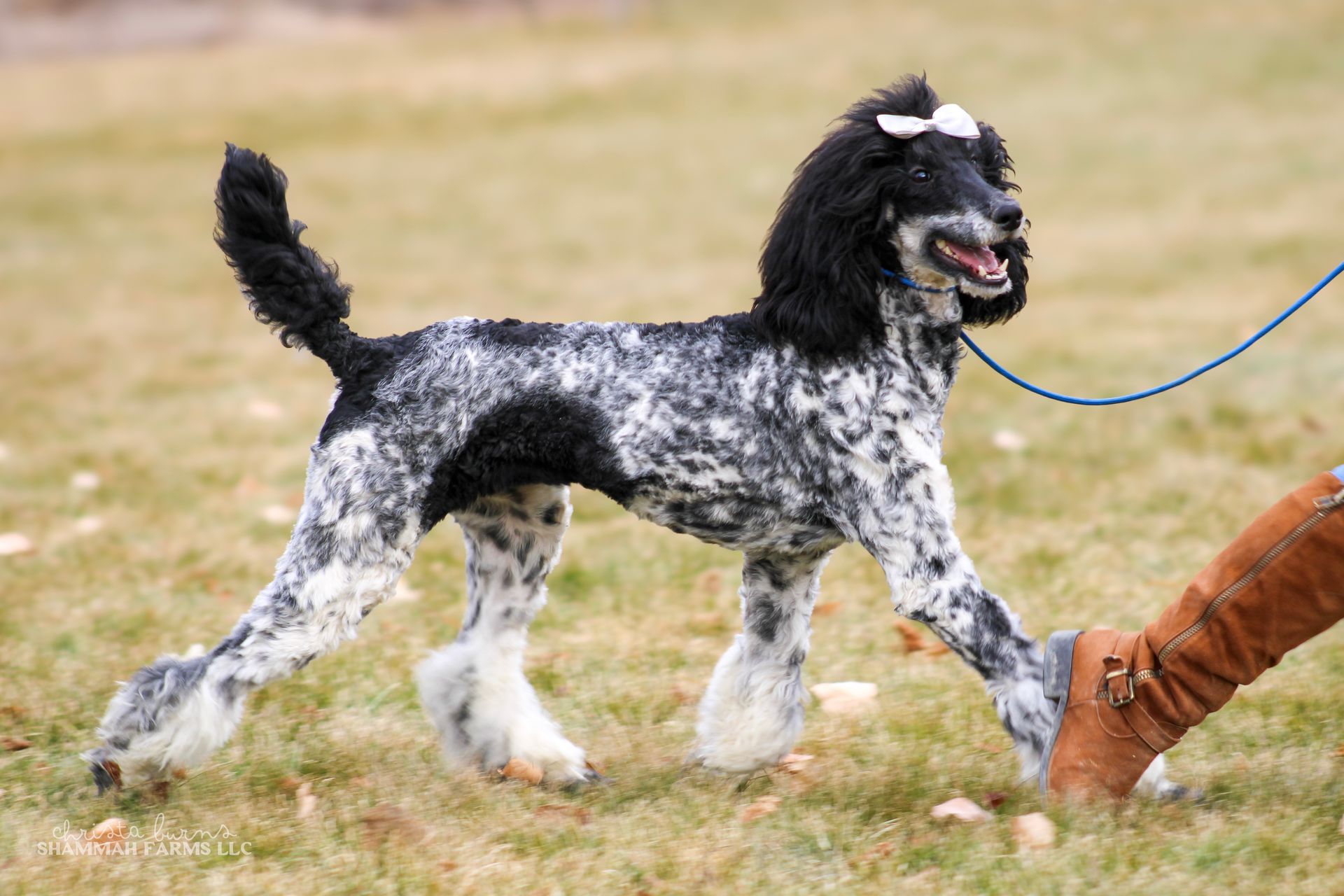 A brown and white aussiedoodle dog with blue eyes is looking at the camera.