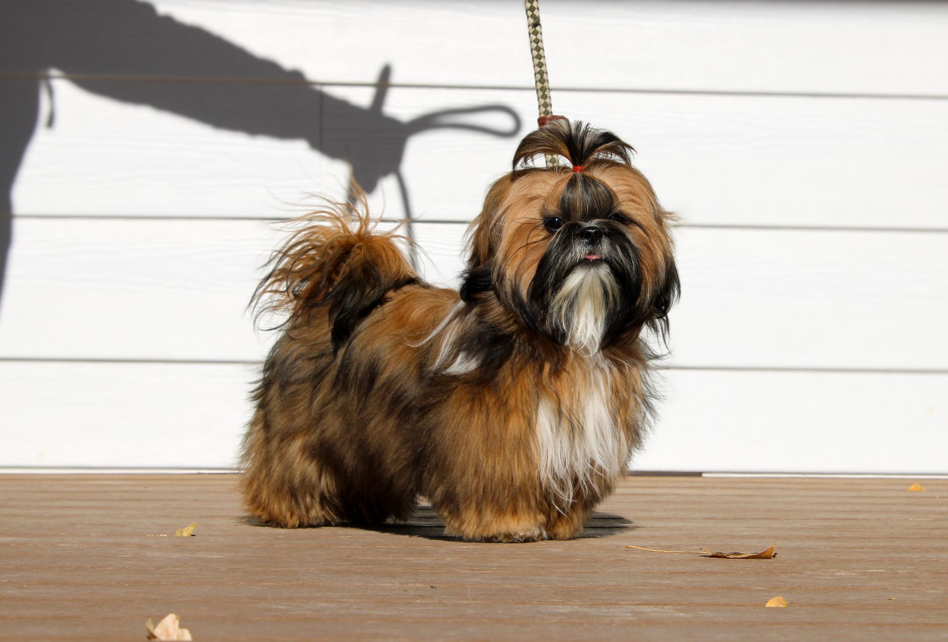A black and white poodle is walking on a leash in a field. Parent poodle