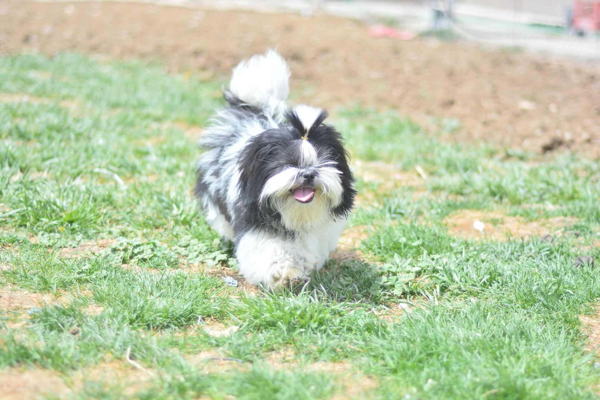 A black and white poodle is walking on a leash in a field. Parent poodle