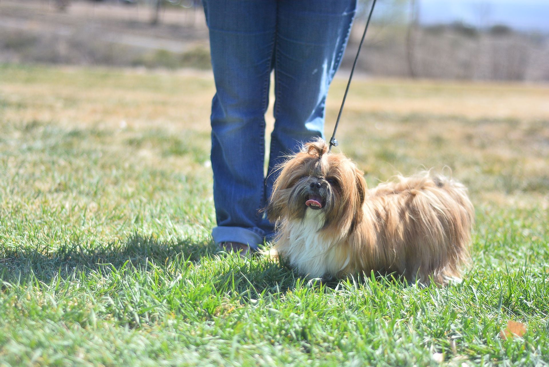 A black and white poodle is walking on a leash in a field. Parent poodle