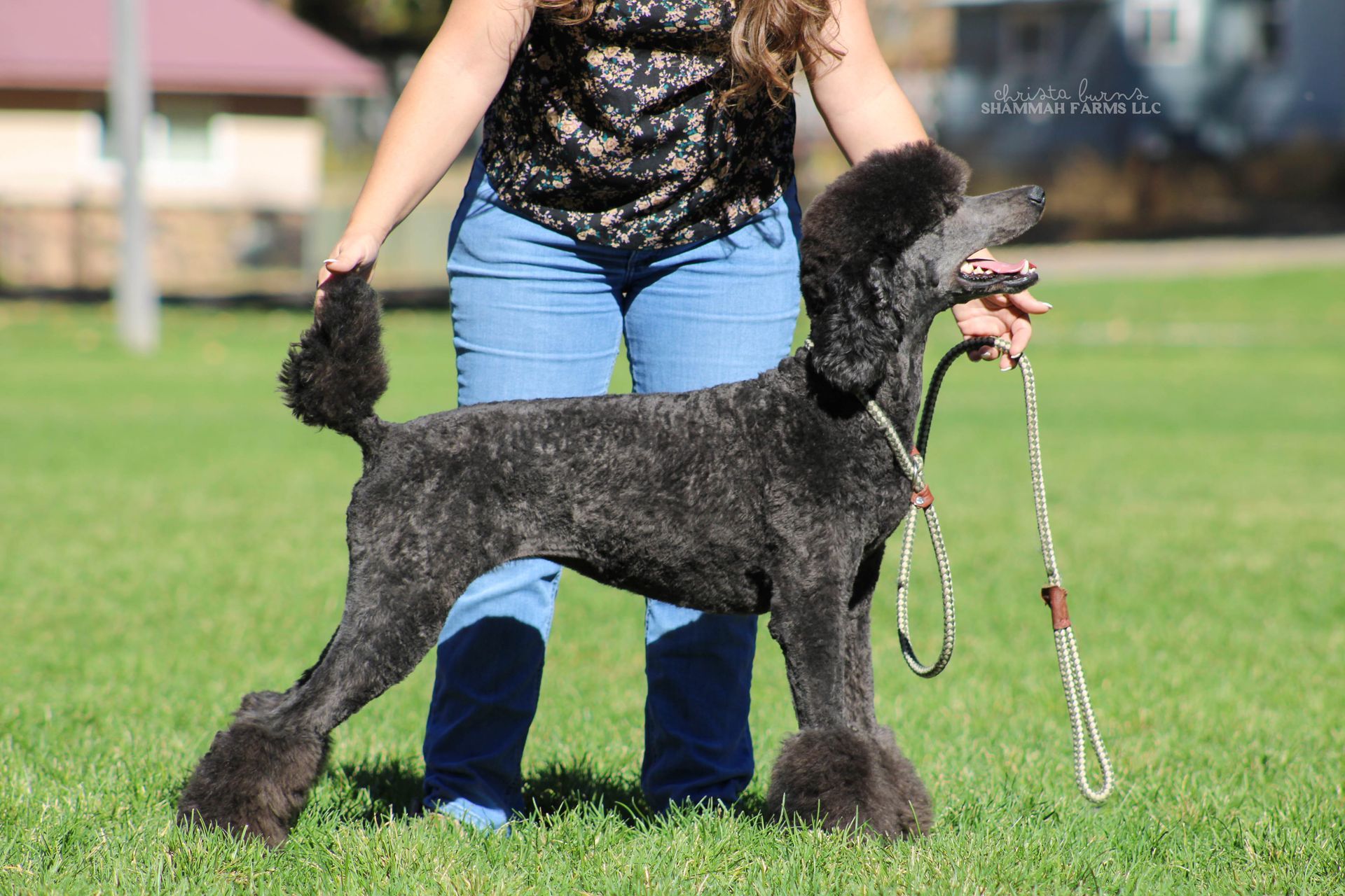 Standard Poodle Puppies | PTK Ranch