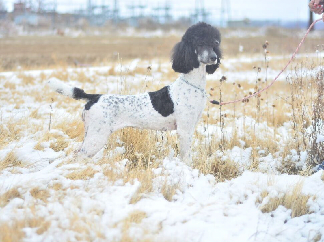 A black and white poodle is walking on a leash in a field. Parent poodle