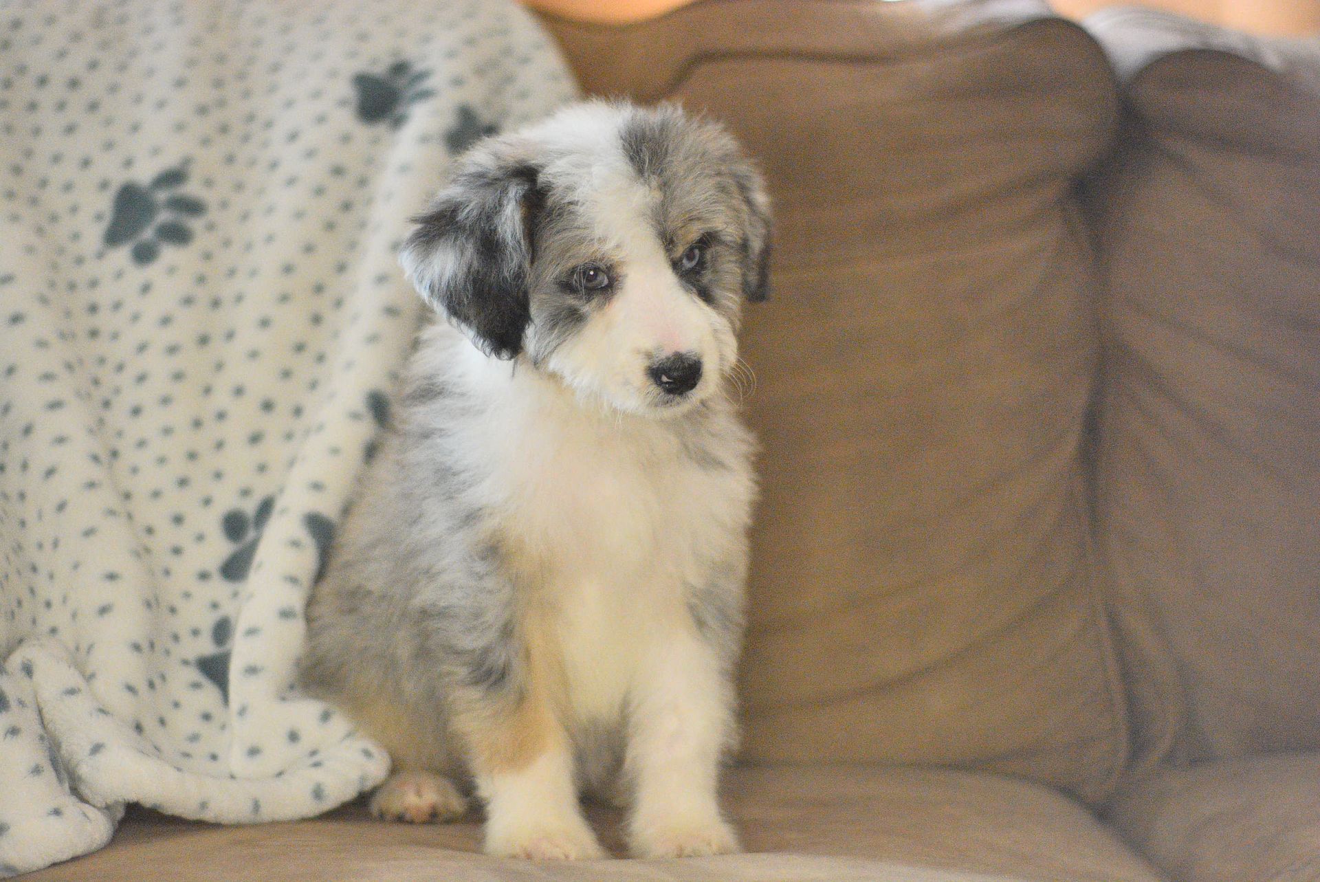 A brown and white aussiedoodle dog with blue eyes is looking at the camera.