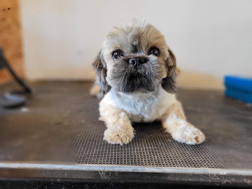 A black and white poodle is walking on a leash in a field. Parent poodle