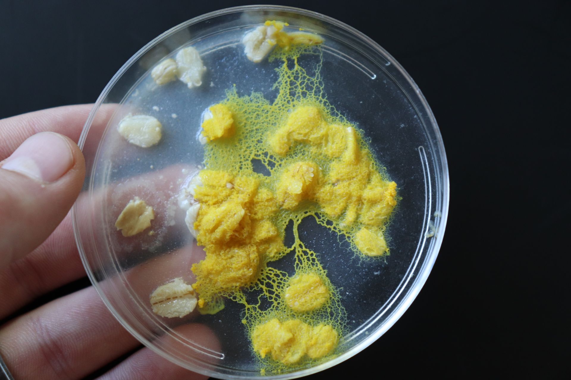 A person is holding a petri dish with yellow slime mold on it.