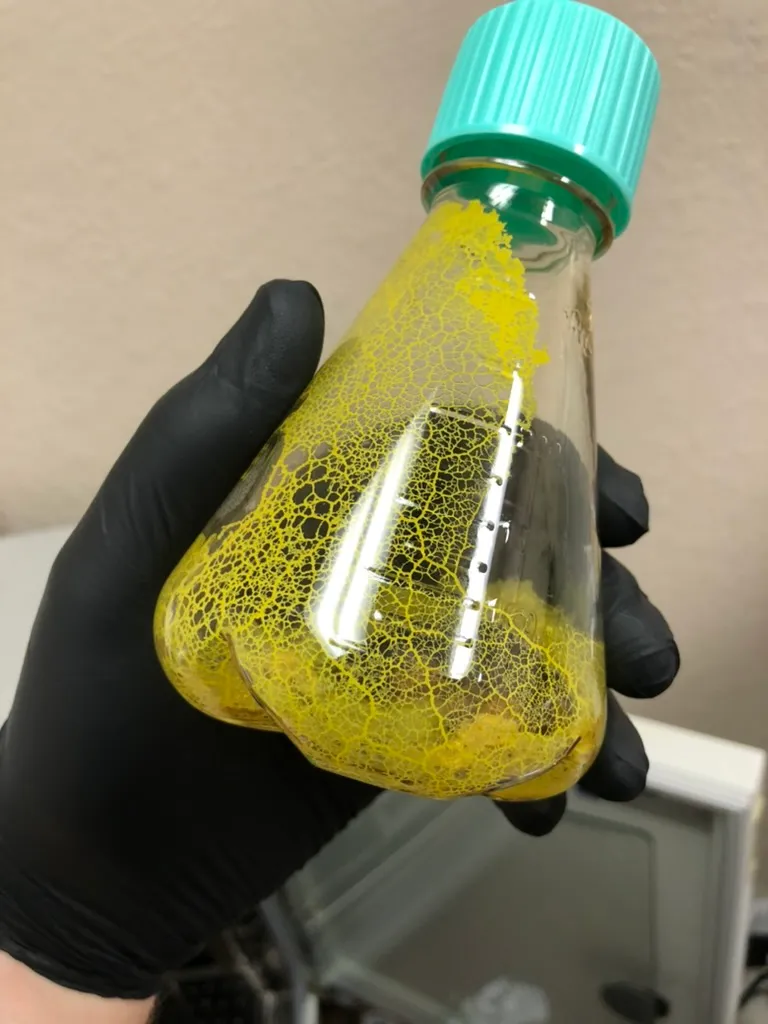 A person wearing black gloves is holding a bottle of yellow liquid