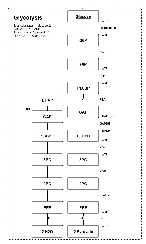 A diagram of glycolysis is shown in black and white.