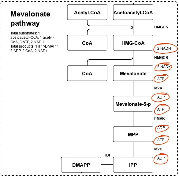 A diagram of the mevalonate pathway in a cell