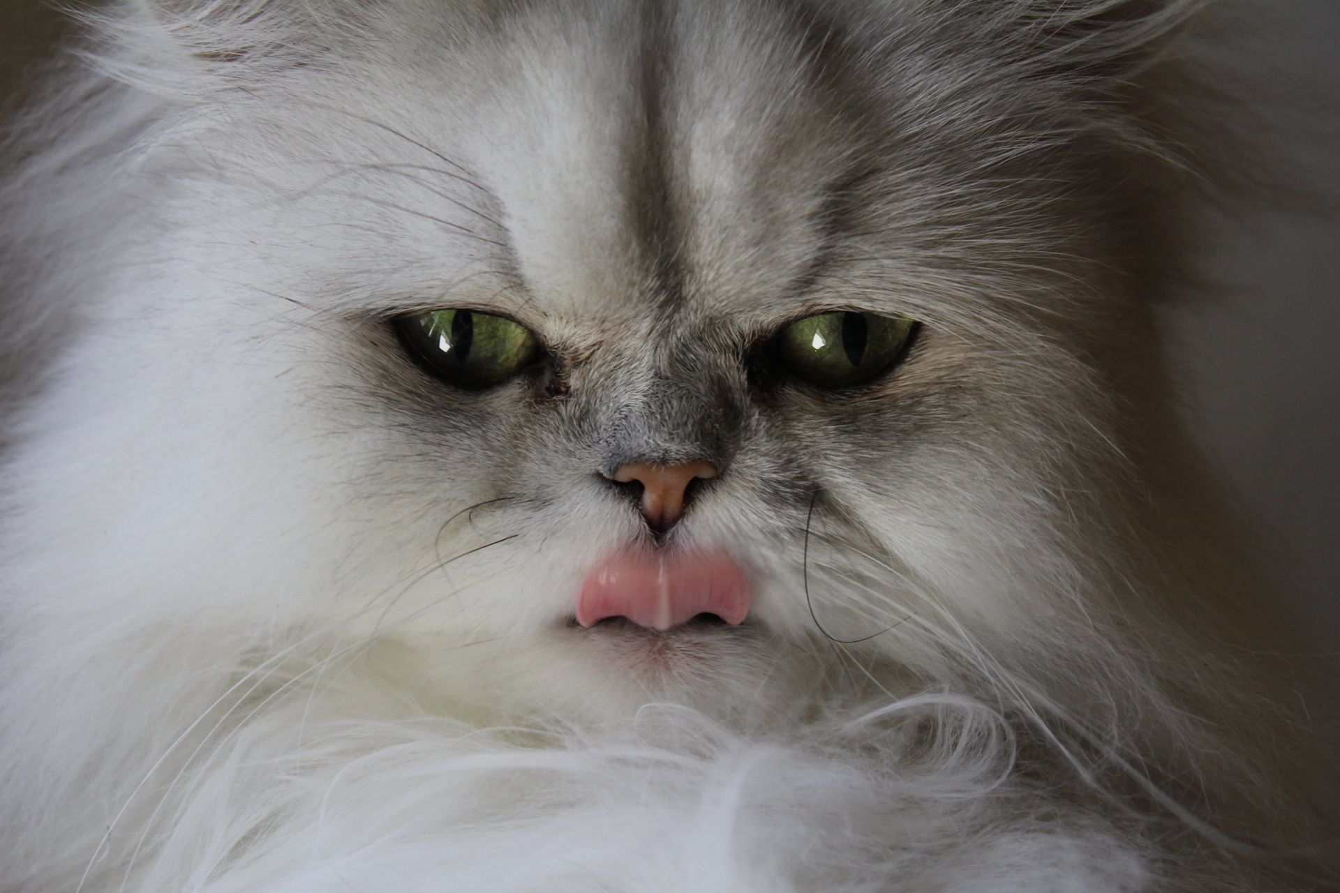 Hungry Persian Cat