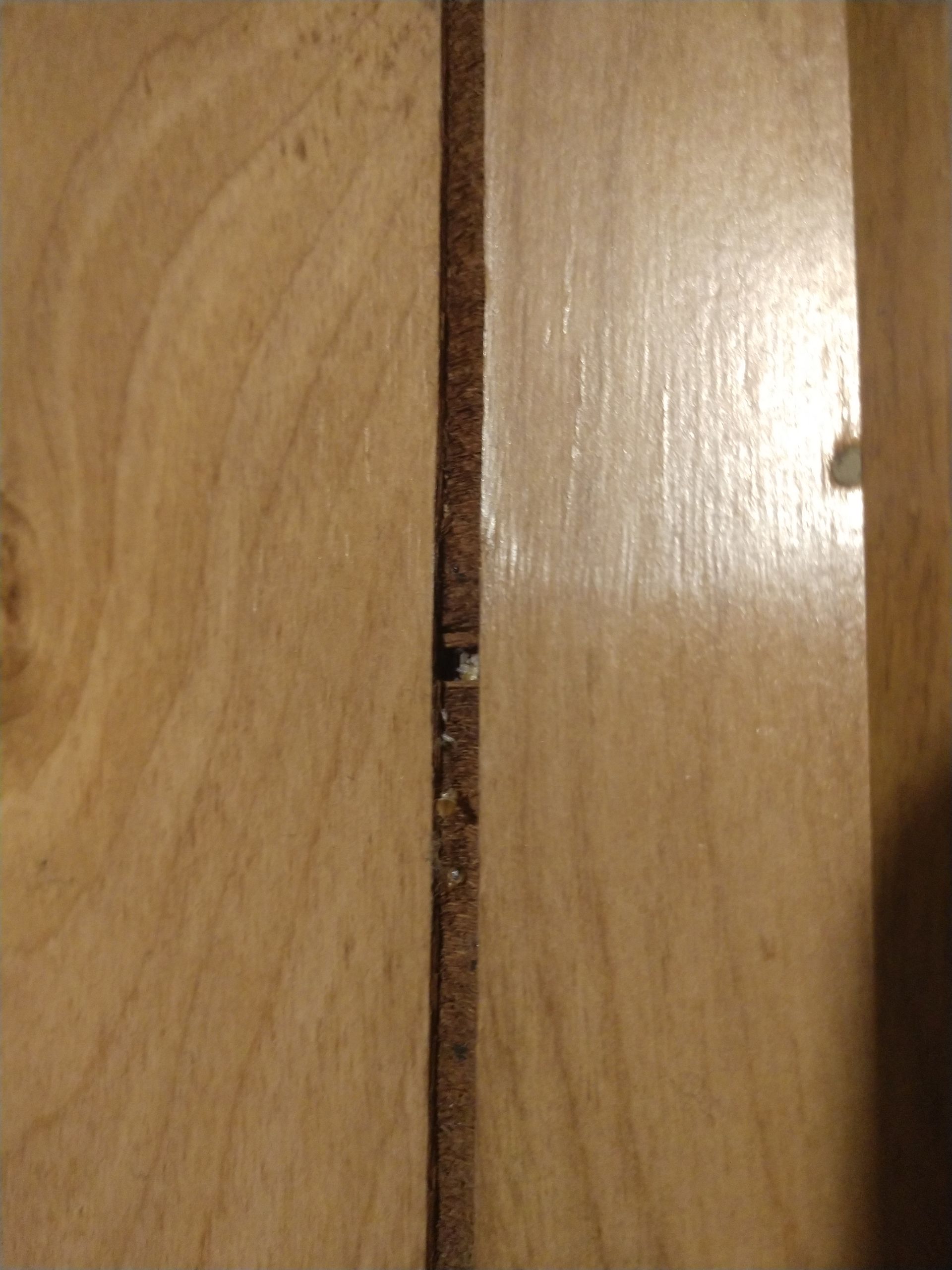 Bed Bug Eggs in Grooves of Wall Paneling