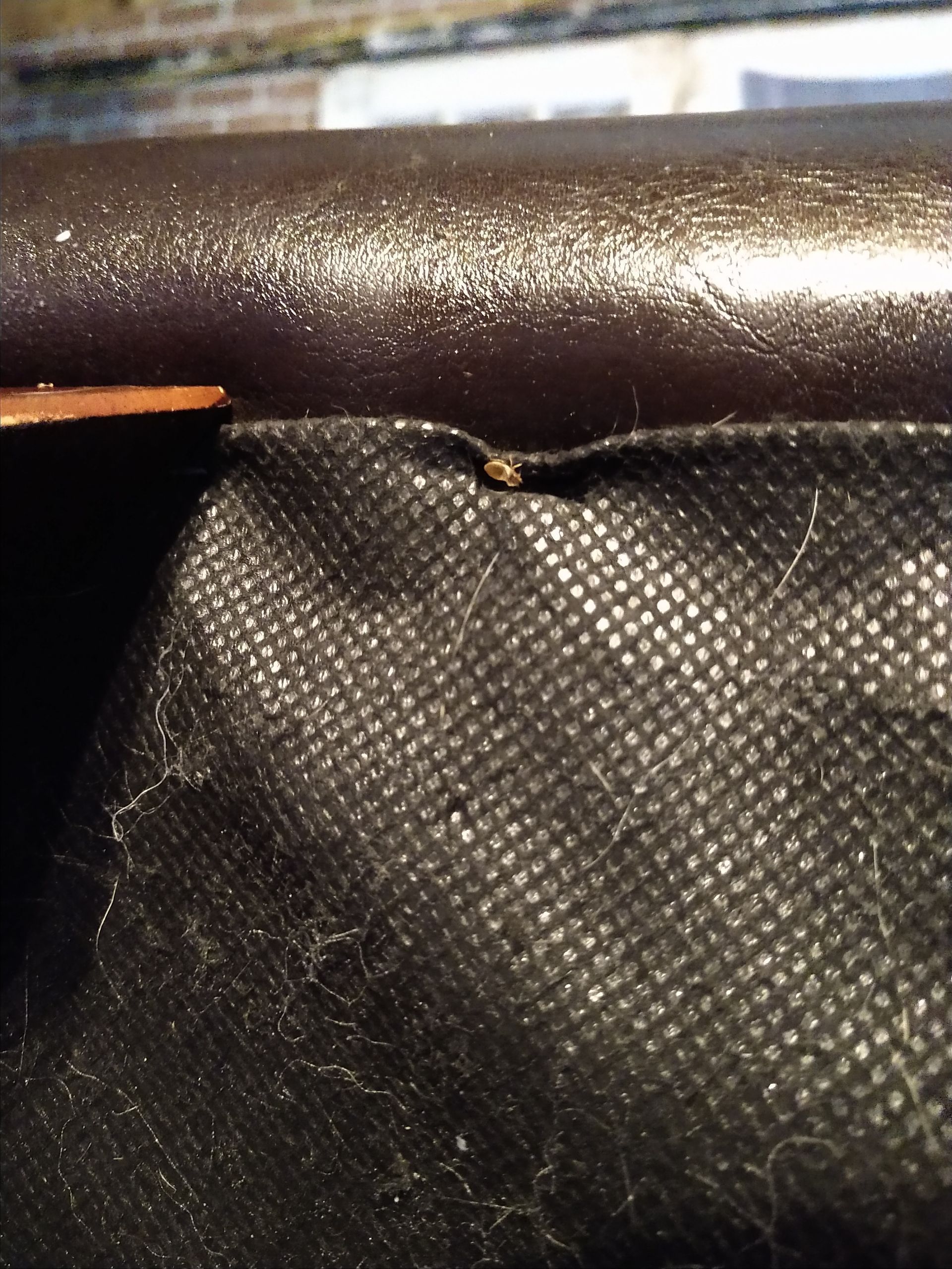Bed Bug shed skin on Furniture