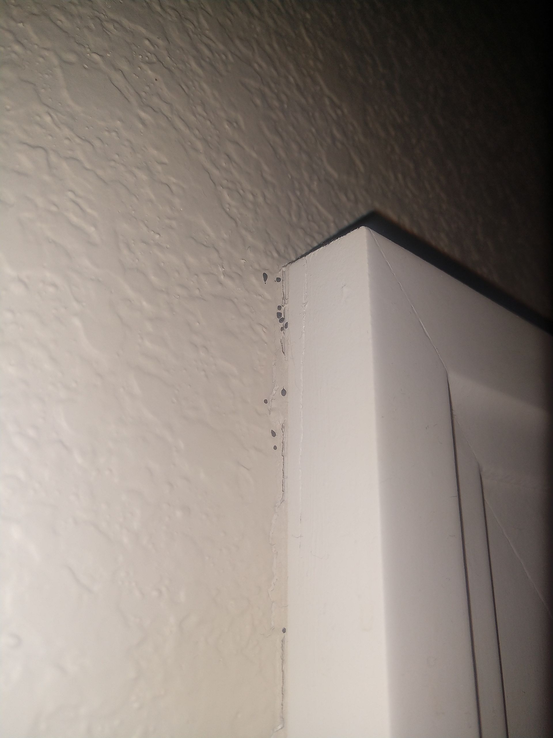 Bed Bug Poop Stain along top of Door Trim