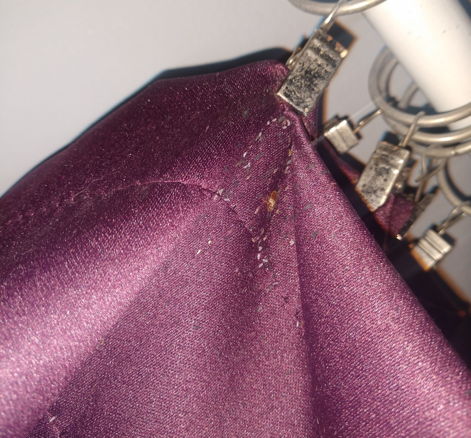 Bed Bug with Eggs and Bed Bug Poop on top folds of curtain