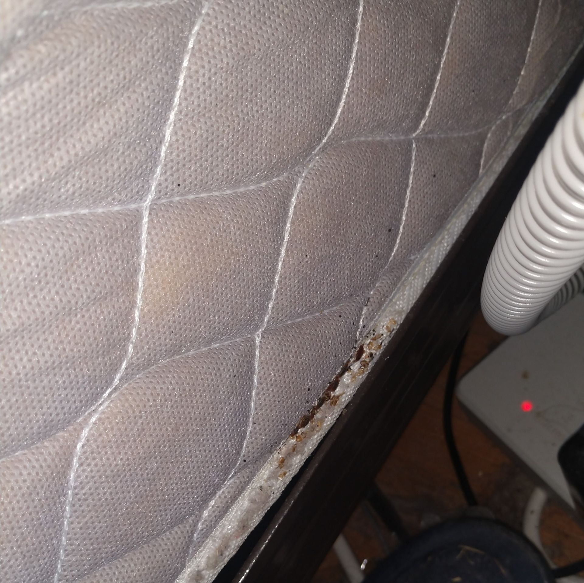 Adult Bed Bugs and Evidence on Edge seam of a mattress
