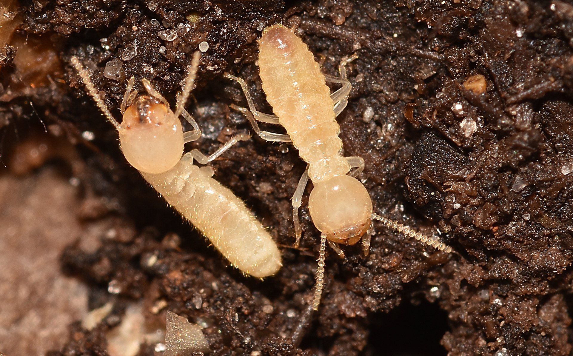 Subterranean termites can damage your home