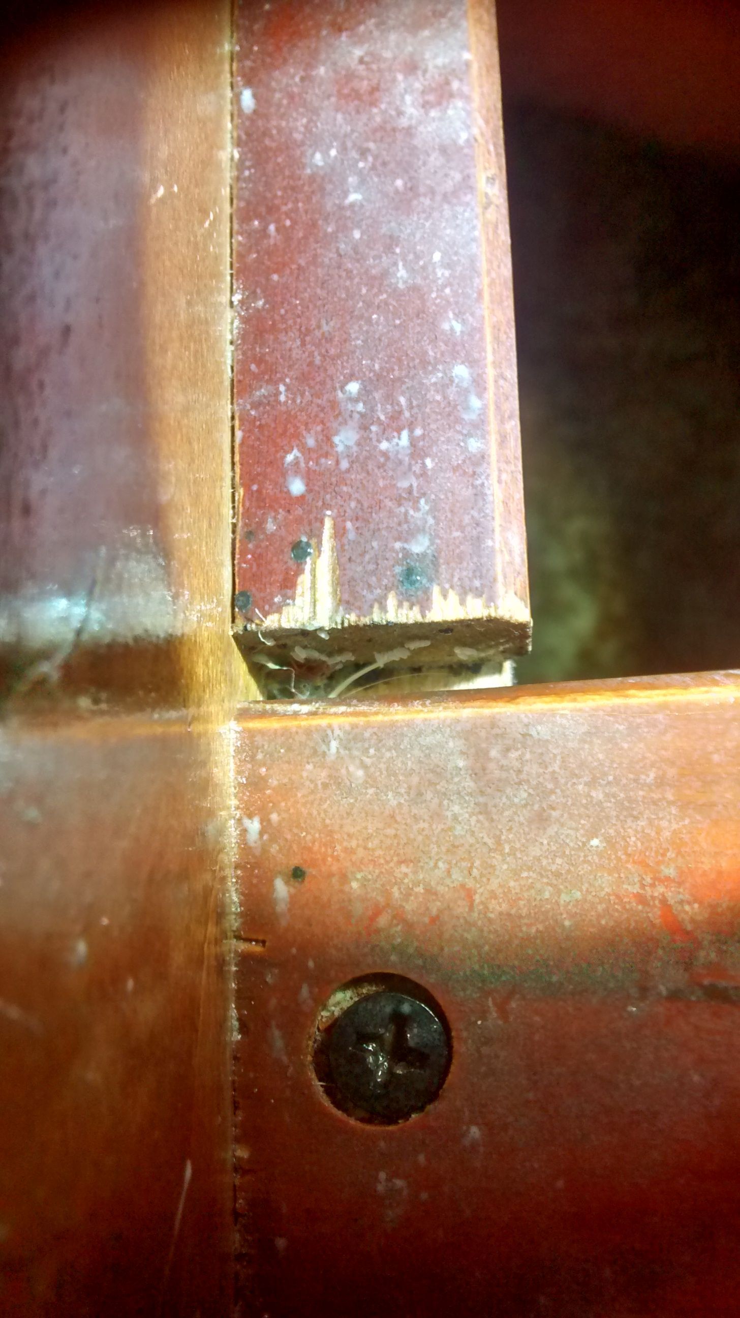 Bed Bug Eggs down in between seams of wood furniture