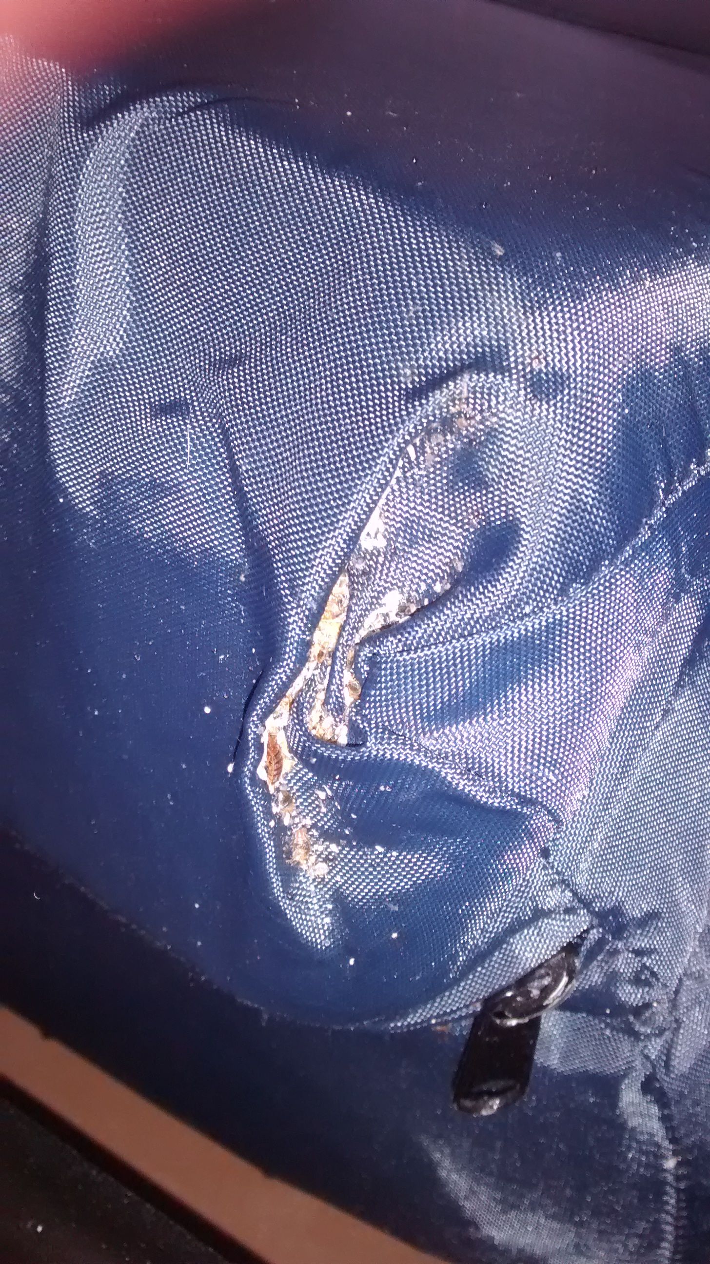 Large Cluster of Bed Bug Eggs in wrinkles of blue mattress cover