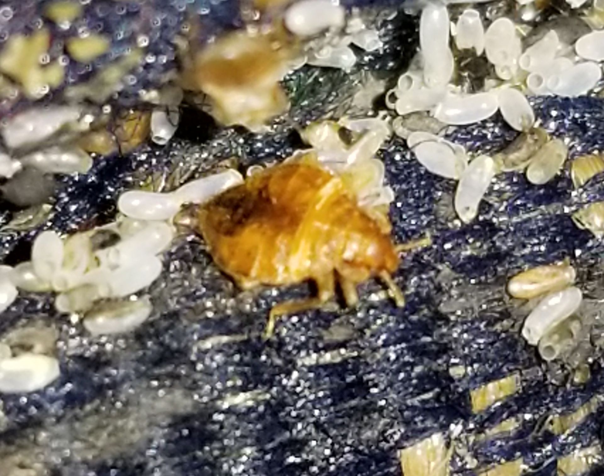 Close Up of Bed Bug and Bed Bug Eggs