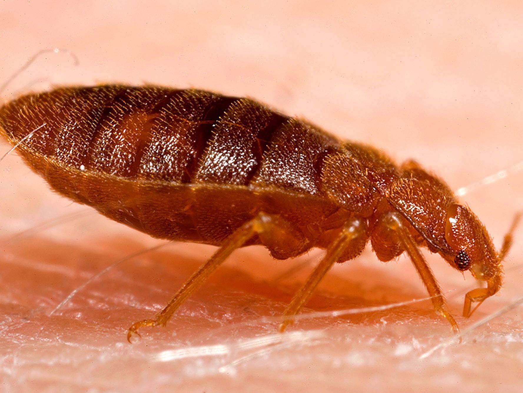 A feeding bed bug like the ones found in Kansas.