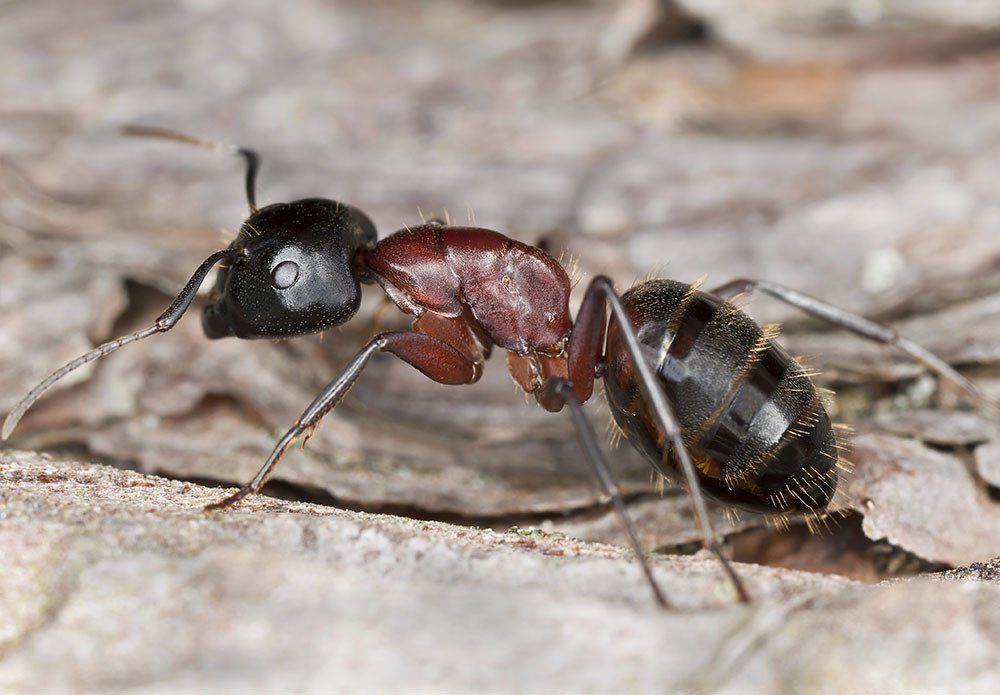 Carpenter ant ready to feed on wooden structure