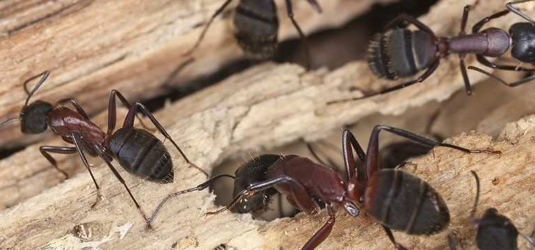Carpenter ants feeding on wood found in Kansas home