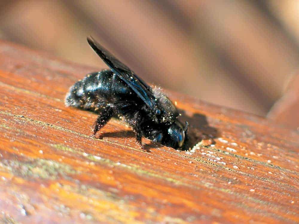 Carpenter bee eating into a wooden structure