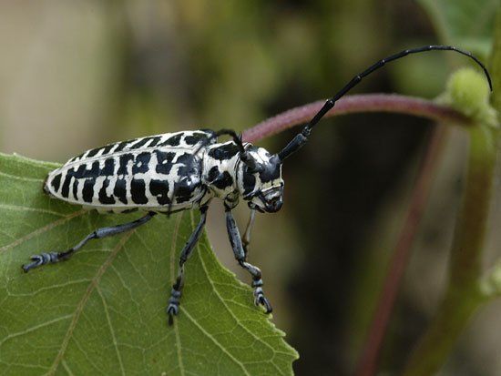 Cottonwood borer beetle feeding on a plant