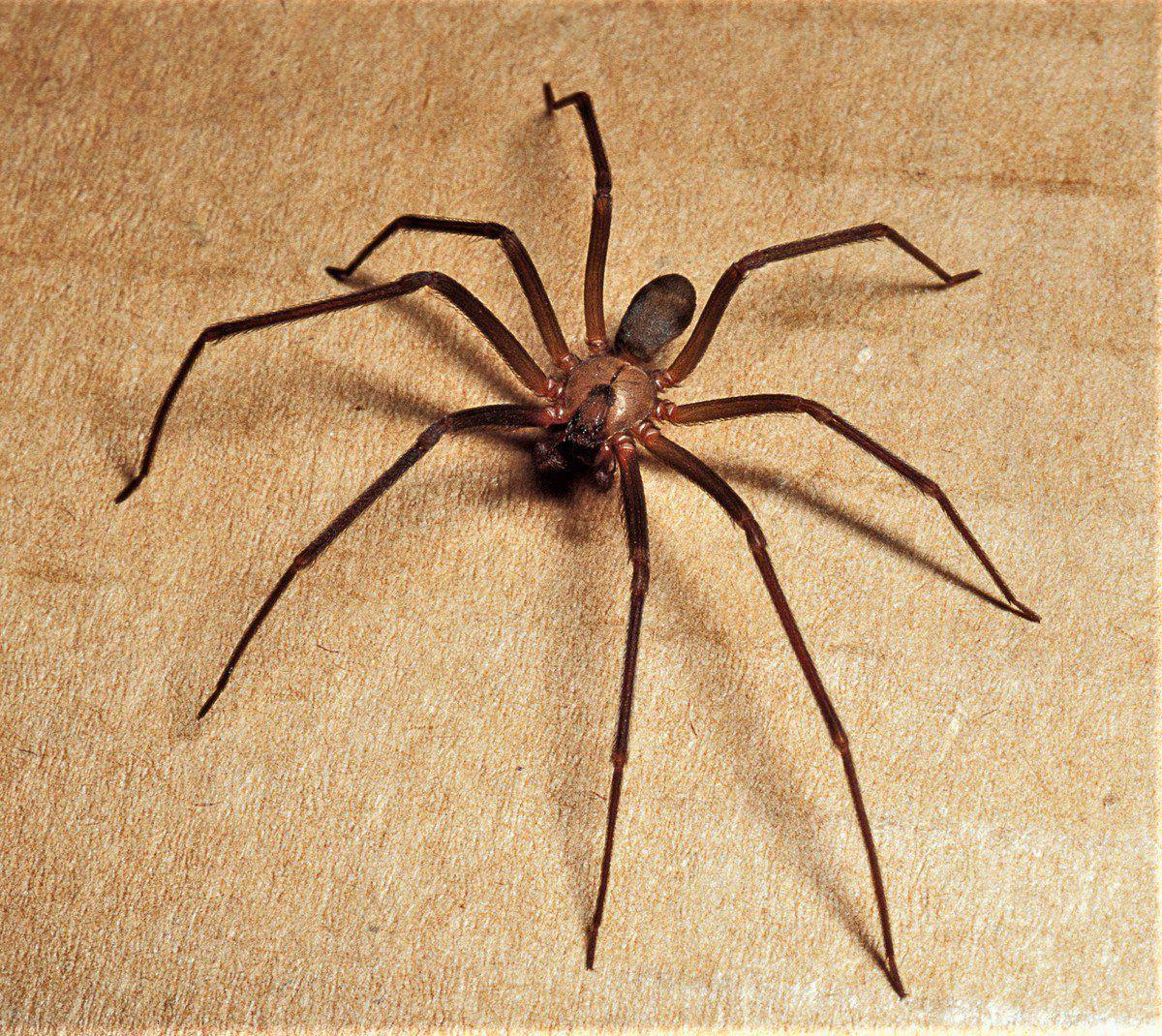 Dangerous brown recluse spider that has been found in a home