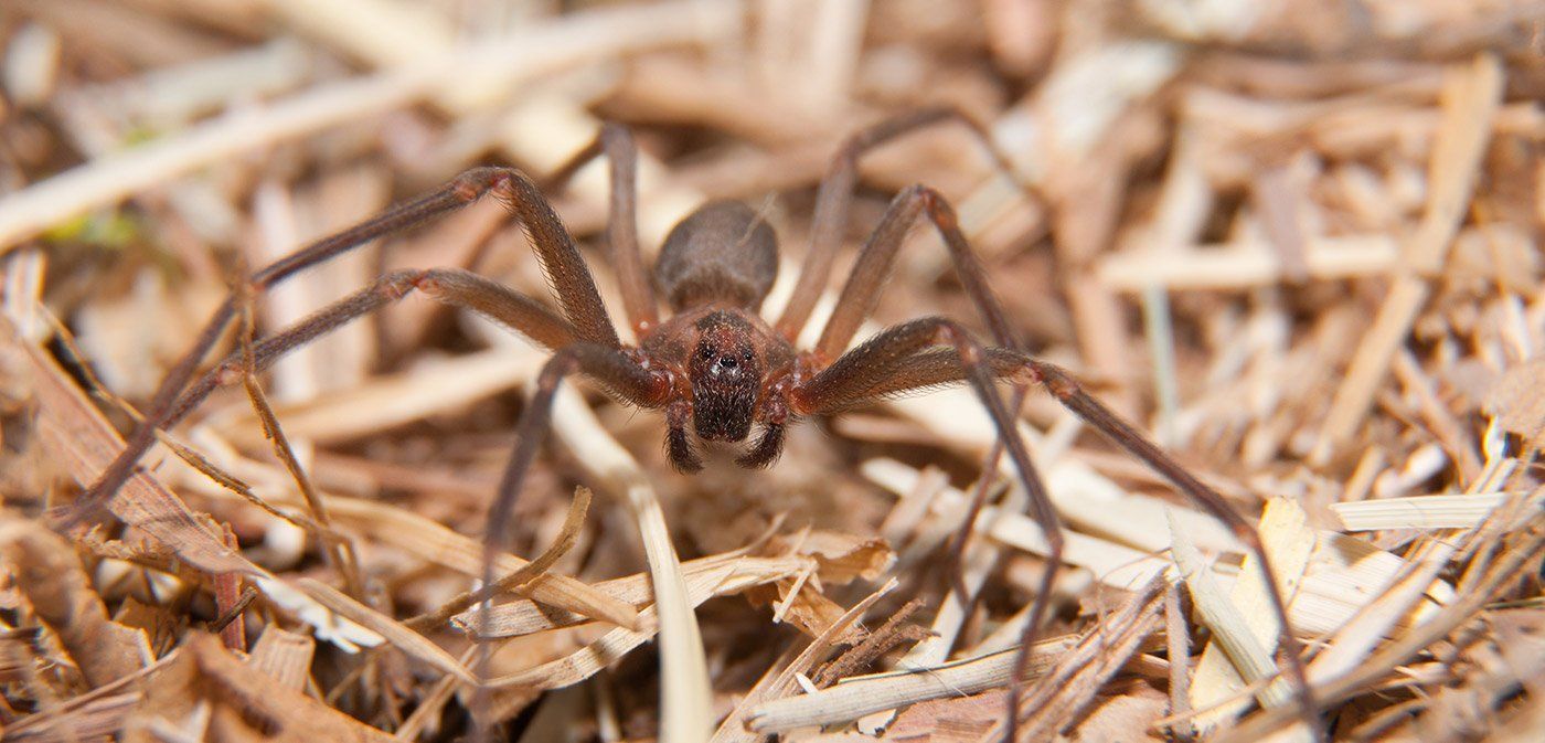 A brown recluse spider on a property in Kansas