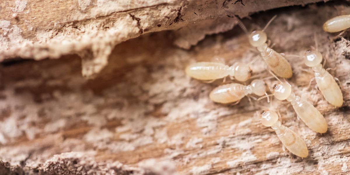 Subterranean termites feeding on wood from a Kansas home