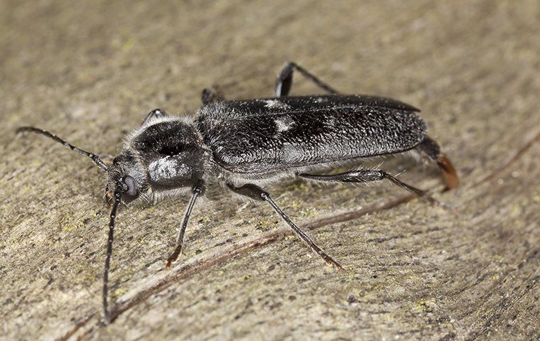 Wood destroying beetle known as old house borer