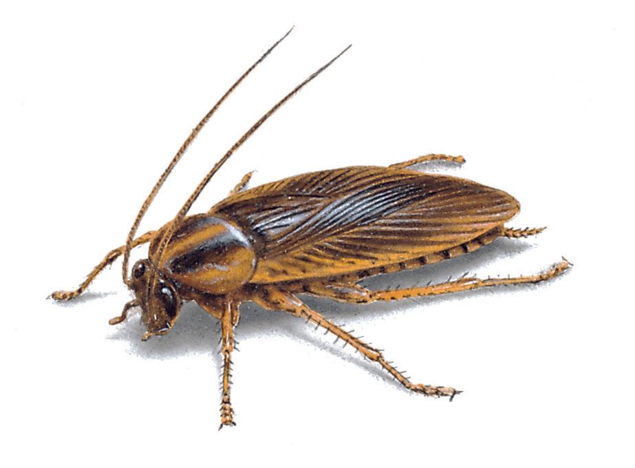 Cockroach that can often be treated for with a one-time pest control service