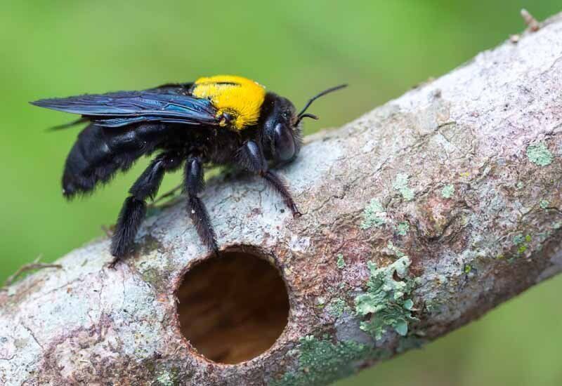 Carpenter bee near hole it created in piece of wood