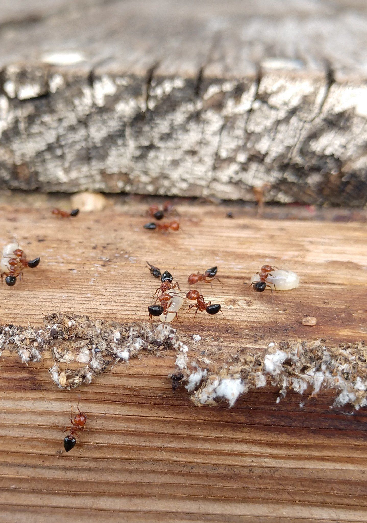 Ants are one of the many pests found in Kansas. 