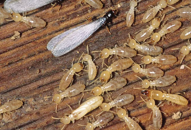Subterranean termite swarmer and workers