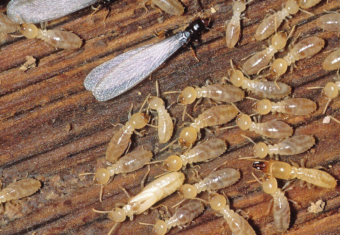 Subterranean termite swarmer and workers