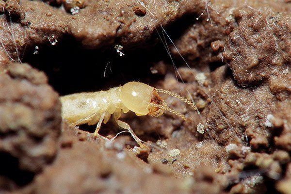 Subterranean termite digging for food near a home
