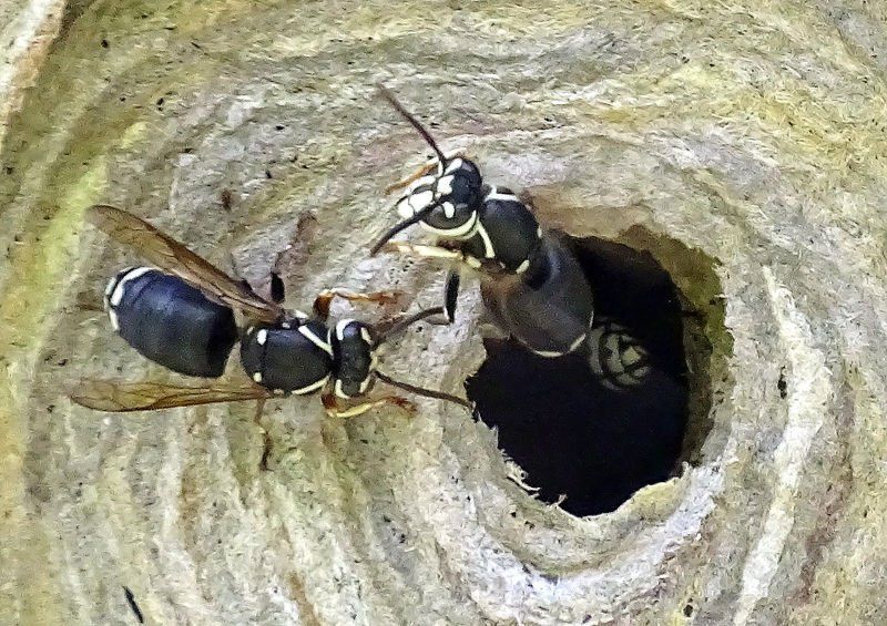 Two wood boring wasps emerging from hole in wood