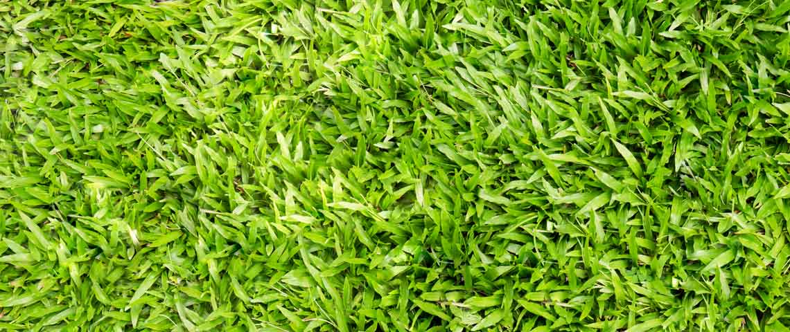 turf grass houston