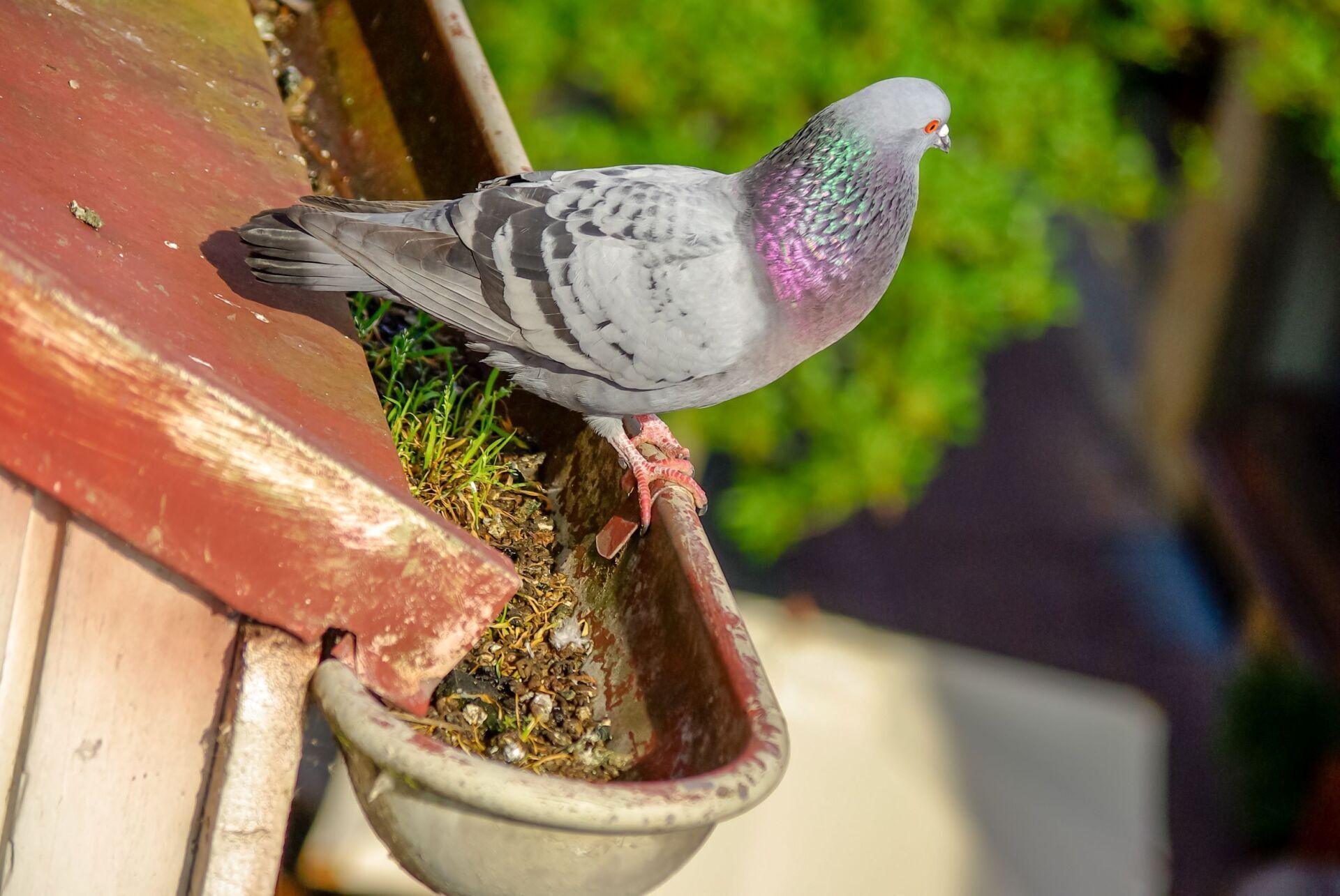 ALLONTANAMENTO VOLATILI