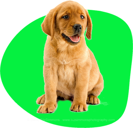 A brown puppy is sitting on a green background