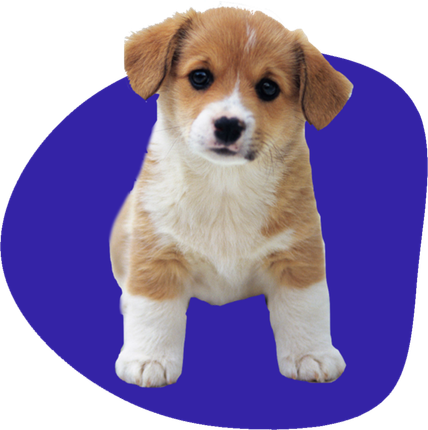 A brown and white puppy is sitting on a blue background