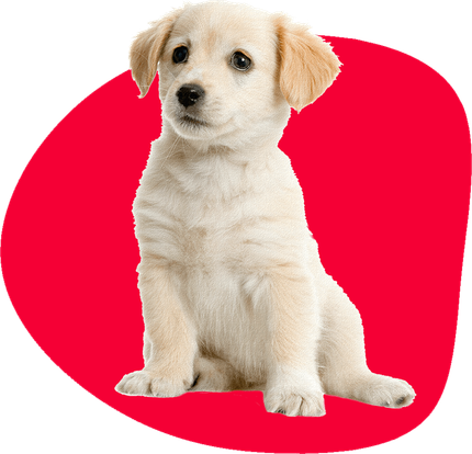 A white puppy is sitting on a red background