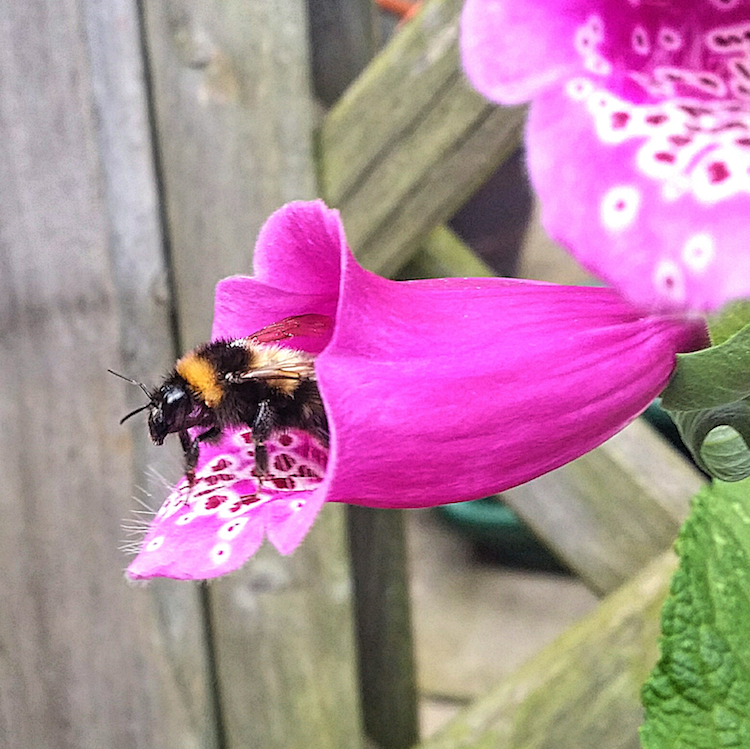 A close up of a bee on a pink flower