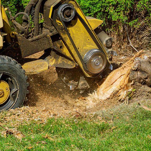 Tree Service Houston, TX Houston Tree Service Team